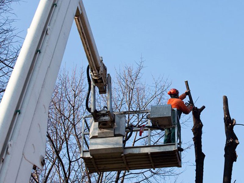 Travaux D’élagage Autour Des Réseaux électriques